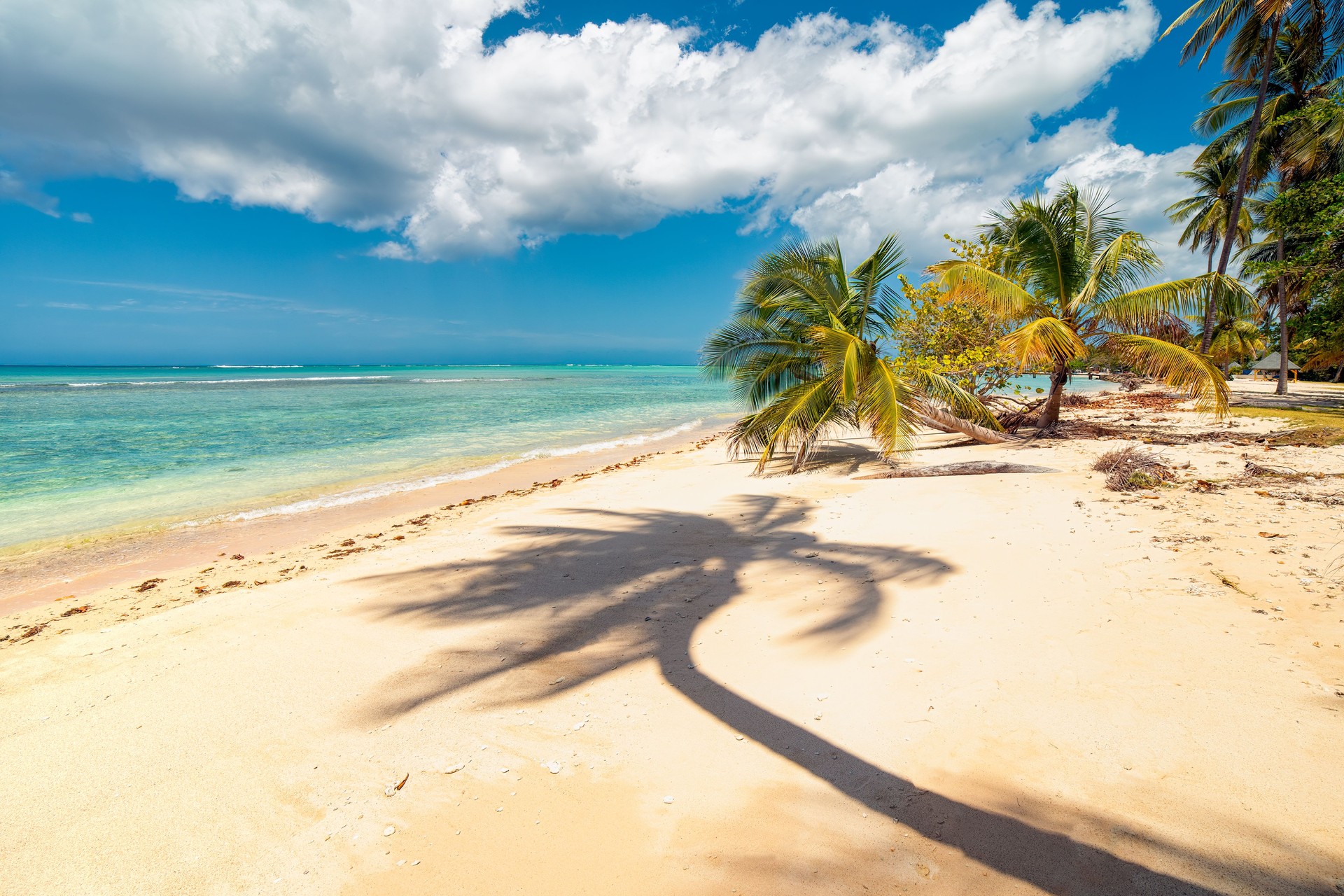 Sunny tropical Caribbean Island Tobago. Coconut palm trees, white sand beach, sunshine and turquise water. Holiday s paradise.