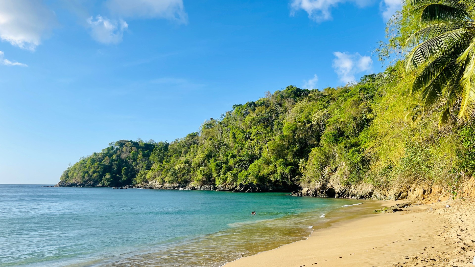 The island of Tobago beach and palm tree